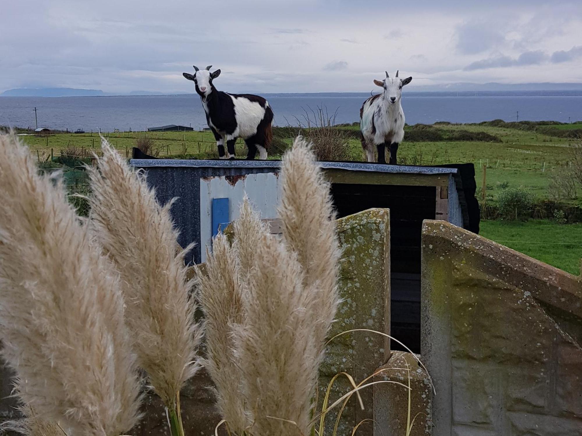 Sunrise View Bed & Breakfast Castlemagee Bagian luar foto